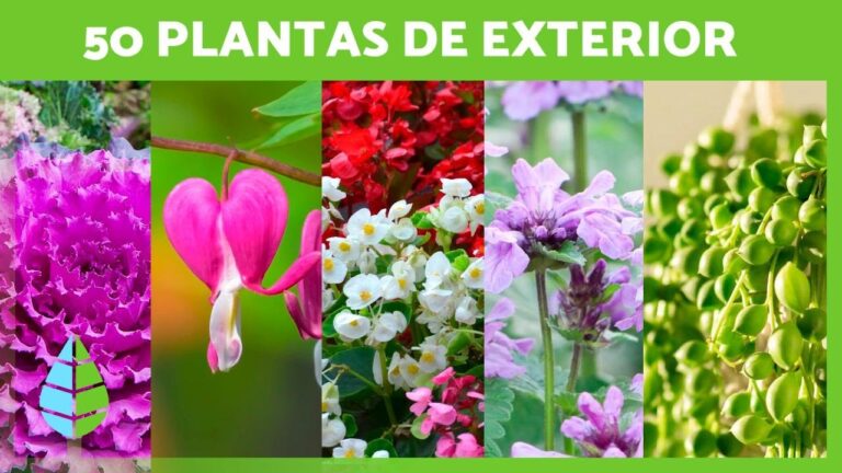 La Terraza: Refugio Verde con Plantas Aromáticas